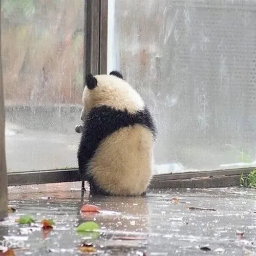 Ảnh chế tủi thân nhìn qua cửa sổ trông mong