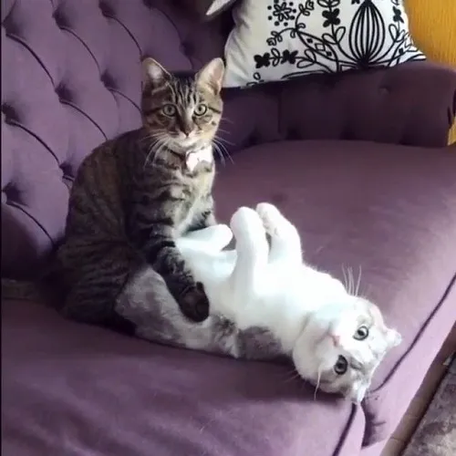 32 Meme hài 2 chú mèo đang vắt cạn khô nhau