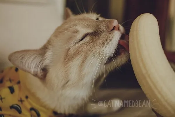 68 67