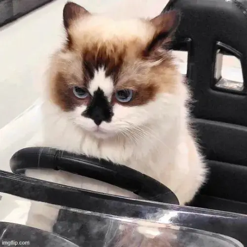 Meme hài mèo khó chịu bá đạo nhất: Khi bực bội cũng có thể trở nên vui