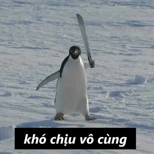 Meme chim cánh cụt khó chịu vô cùng nói hộ tâm trạng dân mạng