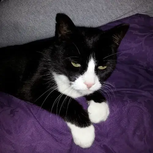 Meme mèo khó chịu dùng khi ai đó làm mình tức