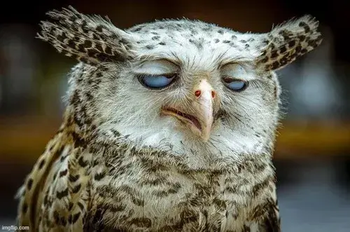 Meme khó chịu: phản chiếu tâm trạng “mệt mỏi số” của dân mạng