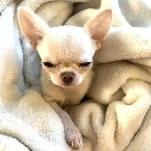 Biểu cảm chú chó khinh khỉnh và caption mỉa: combo gây nghiện