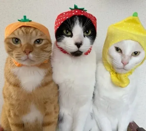 Hình chế meme vui kể lại pha trò nhóm cực duyên dáng