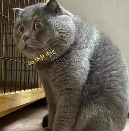 Khi giới trẻ biến câu ảo thật đấy thành ngôn ngữ cảm xúc hằng ngày