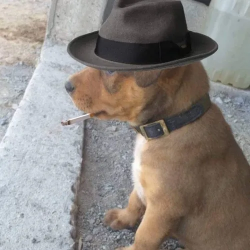 Ảnh đại diện phong cách phong cách bựa chạm sắc buồn nhưng vẫn nghịch.