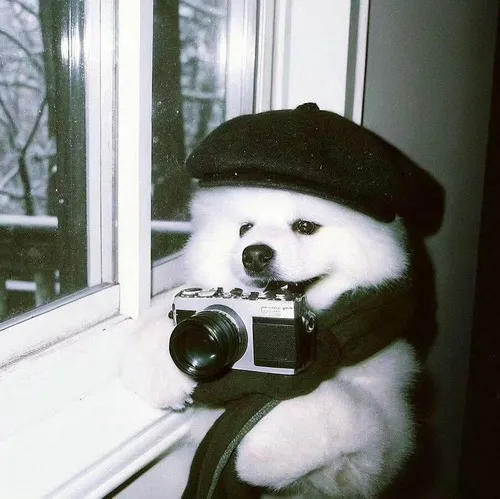 Bộ avatar chó biểu cảm khó đỡ dành cho ai thích phong cách vui tươi