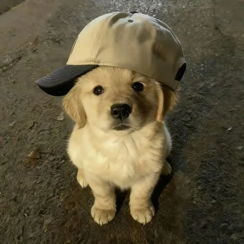 Hình profile cute dùng phong cách cartoon tạo nét cute chibi mềm mại.