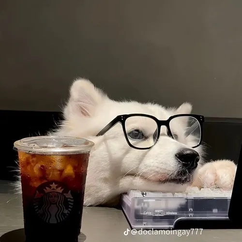 Ảnh trang cá nhân chó husky theo trend Husky Dramatic đậm không khí giáng sinh.