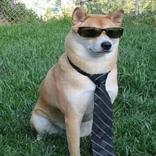 Ảnh avatar chó shiba trong biểu cảm hài hước dưới ánh sáng tự nhiên.