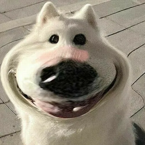 Hình đại diện Zalo kiểu thú cưng tạo dáng kèm bóng mèo hài hước chạy ngang.