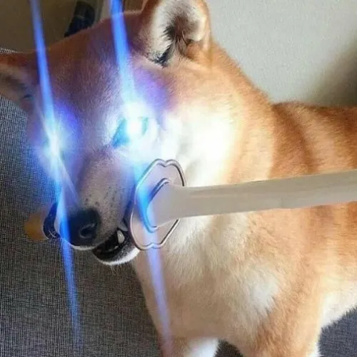 Gợi ý ảnh đại diện chó phù hợp mọi mood từ dễ thương đến phá cách