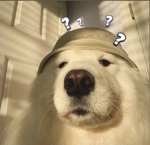 Ảnh profile chó shiba gương mặt gương mặt bất biến pha chút shiba nghịch.