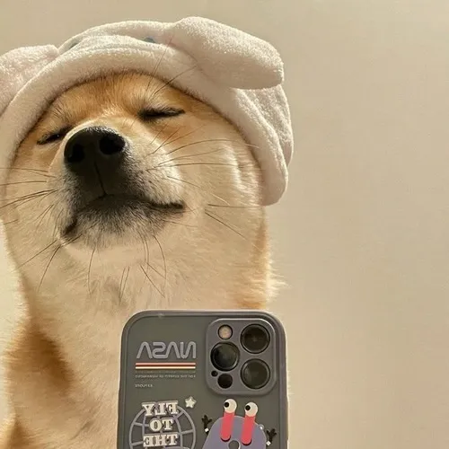 Chọn ảnh profile chó cute để tạo cảm giác thân thiện khi trò chuyện