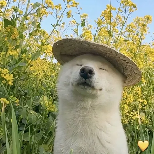 Avatar chó hài hước giúp tạo thiện cảm ngay trong lần đầu người khác nhìn thấy