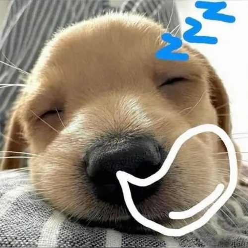 Ảnh đại diện thú cưng kiểu chó shiba phối shiba cute cùng tông màu rực rỡ.