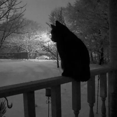 Ảnh trang cá nhân mèo khóc phủ nền tối khiến biểu cảm thêm mềm lòng