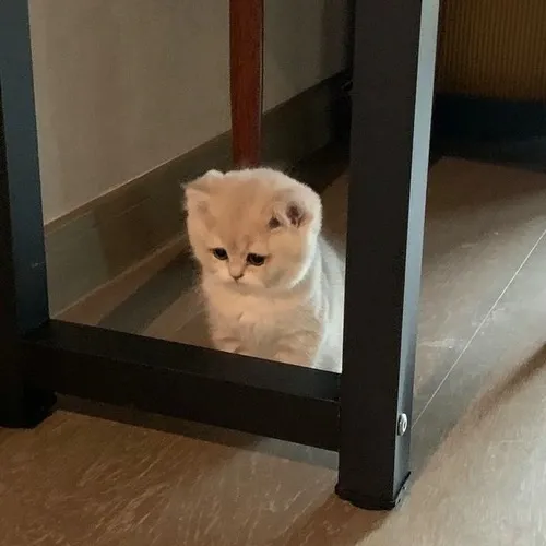 Hình profile mèo khóc dưới ánh sáng dịu làm rõ biểu cảm mong được an ủi