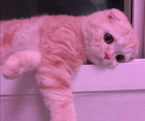 Ảnh cá nhân mèo mít ướt trong tông màu lạnh mang hơi thở hụt nhẹ