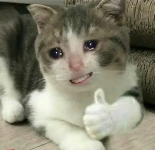 Ảnh hiển thị mèo ướt mắt giữa bố cục cận mặt và tiêu cự gần