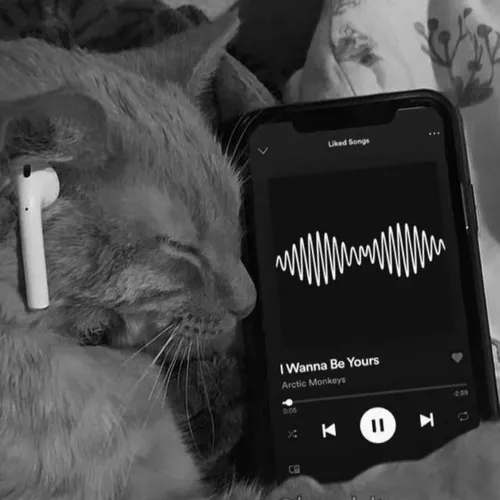 Những mẫu ảnh đại diện mèo buồn bã truyền tải cảm xúc chân thật và mềm lòng