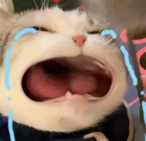 Hình đại diện cute mèo rưng rưng giữa ánh sáng dịu