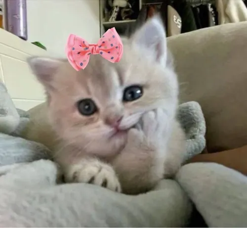 Hình profile cute mèo buồn dùng xoá phông khiến gò má phồng phồng rõ hơn