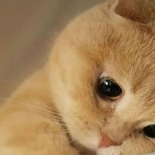 Avatar dễ thương mèo khóc trong phong cách cảm xúc cùng ánh nhìn van nài đáng thương