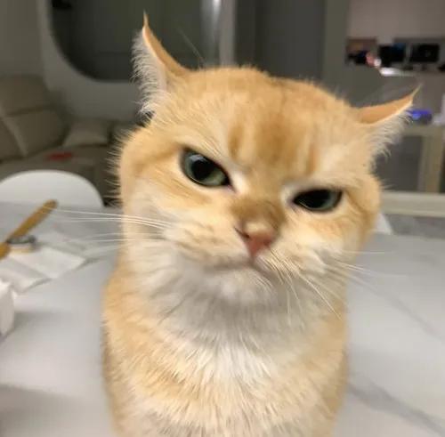 Hình đại diện Tiktok mèo sụt sùi đặt trên nền pastel tạo độ mềm đầy buồn