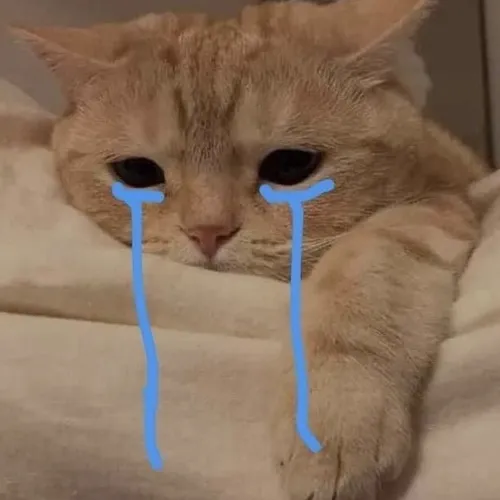 Avatar Instagram mèo khóc tô đậm biểu cảm buồn rất dễ thương