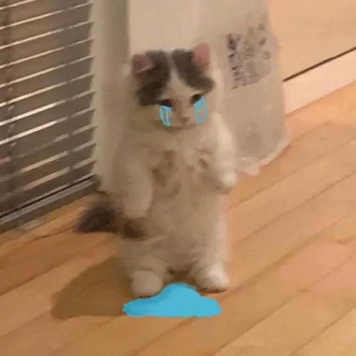 Ảnh đại diện cá nhân mèo rưng rưng bật ria mép khẽ run tạo độ chân thật