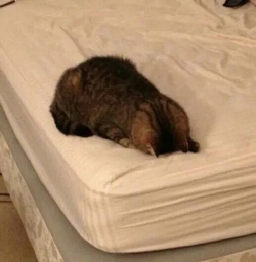 Hình đại diện Zalo mèo buồn cùng nét ảnh mềm gợi cảm giác tội nghiệp