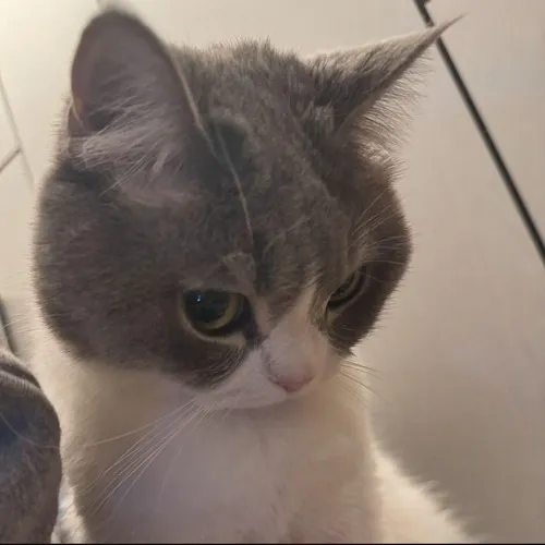 Ảnh profile Threads mèo khóc giữa màu lạnh tăng cảm giác trầm xúc động