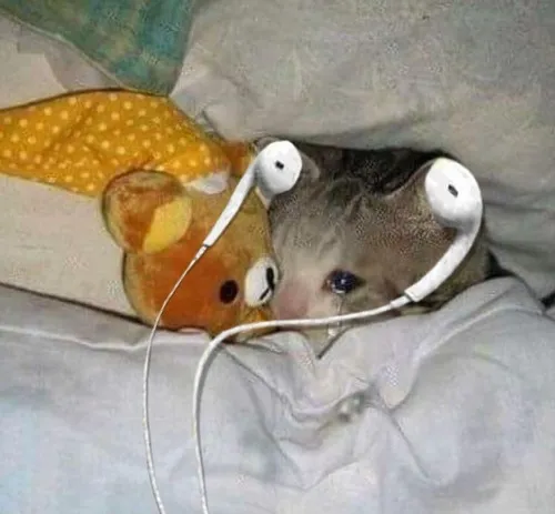 Bộ avatar mèo cô đơn tông lạnh dành cho ngày bạn chỉ muốn im lặng đôi chút