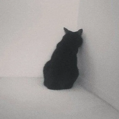 Hình đại diện ngầu mèo khóc trong bố cục chính diện cùng hơi thở hụt rõ