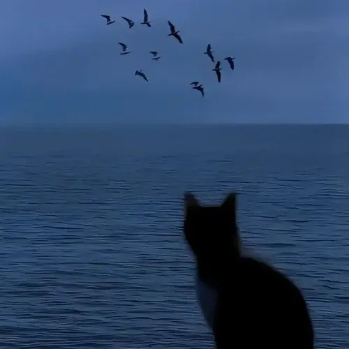 Avatar dễ thương mèo buồn trên nền blur giúp ánh sáng dịu lan đều