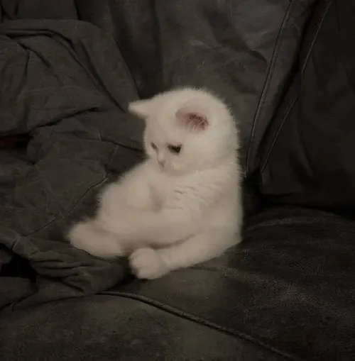 Hình đại diện cute mèo sụt sùi giữa độ tương phản thấp nhẹ nhàng