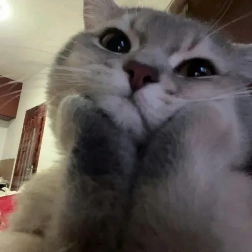 Ảnh avatar Facebook mèo khóc cùng hậu kỳ mềm làm ảnh dịu đi buồn hơn