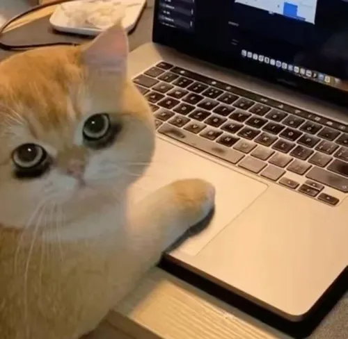 Avatar mèo tủi thân cận mặt mang lại vibe trầm nhưng vẫn đủ đáng yêu để thu hút