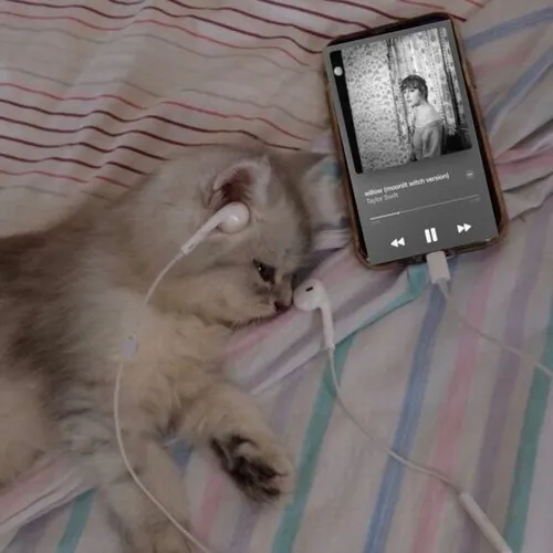 Gợi ý ảnh profile mèo tâm trạng dành cho những ngày bạn cần chút đồng cảm