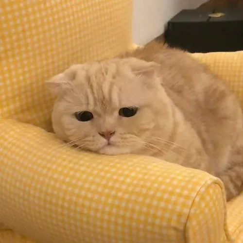 Gợi ý ảnh profile mèo khóc để thể hiện cảm xúc mà không cần nói nhiều