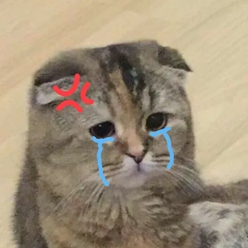 Avatar mèo khóc nét mềm, ánh sáng dịu phù hợp cho tài khoản phụ