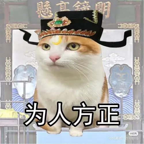 Ảnh trang cá nhân mèo hài hước với đôi mắt mèo long lanh