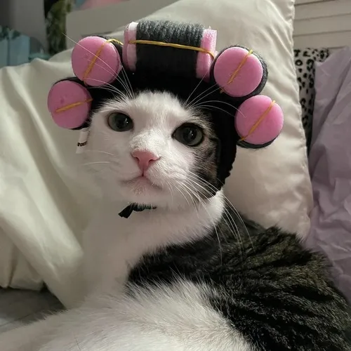 Avatar mèo biểu cảm lạ đem đến điểm nhấn tinh nghịch cho hồ sơ của bạn.