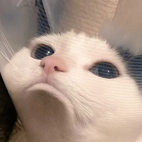 Ảnh đại diện cá nhân mèo dí dỏm giữa chó nhỏ tạo liên hệ thú vị