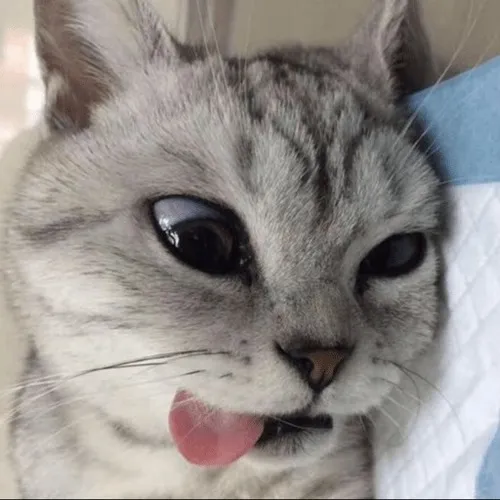 Hình profile mèo hài hước khoe độ lạ mắt từ biểu cảm bất cần