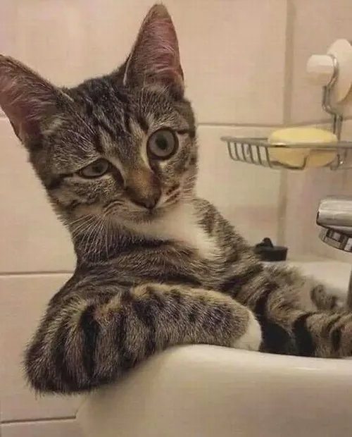 Ảnh hiển thị mèo dí dỏm với đạo cụ nhỏ tăng sự lém lỉnh