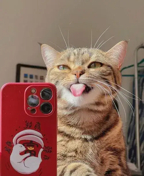 Ảnh trang cá nhân mèo hài hước khoe mặt ngơ cực kỳ duyên