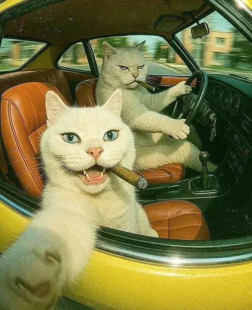 Gợi ý avatar mèo hài hước giúp trang cá nhân trông gần gũi và nổi bật hơn.